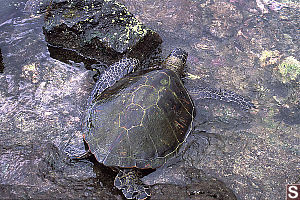 Turtle In Water