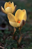 Pair of Yellow Flowers