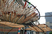 Fish Drying From Below