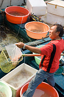 Selling Fish From Boat