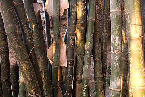 Written On Bamboo