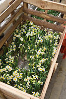 Crated Daffodils