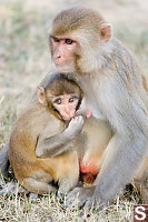 Baby Monkey Feeding