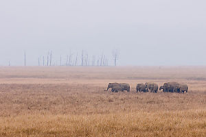 Elephants With Burned Trees Behind