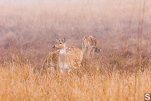 Spotted Deer In The Grass
