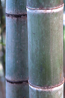 Two Bamboo Trees