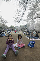Eating Cookies Under Cherry Blossoms