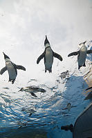 Penguins Flying Over
