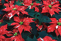 Speckled Poinsettia Straight