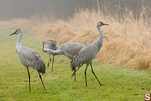 Four Sand Hill Cranes