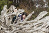 Hiding In Driftwood Roots