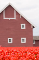 Red Flowers Red Barn