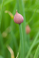 Chive Bud