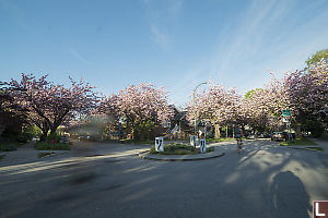 Biking Through Cherry Blossom Intersection