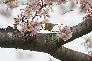 Orange Crowned Sparrow In Cherry Blossums