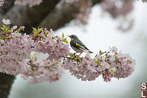 Yellow Rumped Warbler In Cherry Blossum