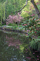 Cherry Blossom Reflecting In Pond