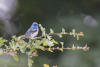 Lazuli Bunting In Hawthorn