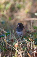 Dark Eyed Junco Eating Insects