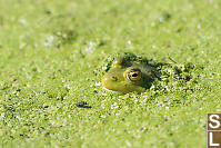 Frog In Weed