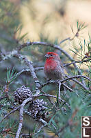 House Finch In Evergreen