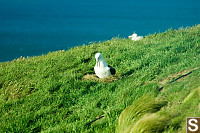 Albatross Shifting On Nest