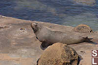 Fur Seal On Rock