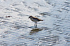 NZDotterel