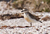 NZDotterel On Beach