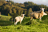 Two Lambs In Contrasty Light