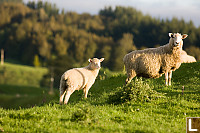 Two Lambs In Contrasty Light