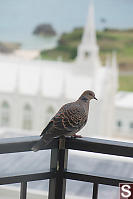 Oriental Turtle Dove On Our Balcony