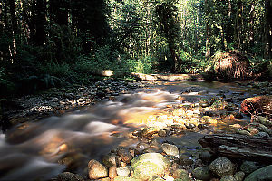 Anugs Creek with Bright Spot