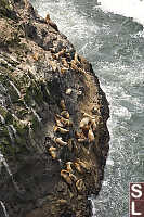 Sea Lions Napping On Shore