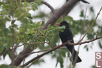 Black Bulbul