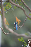 Common Kingfisher