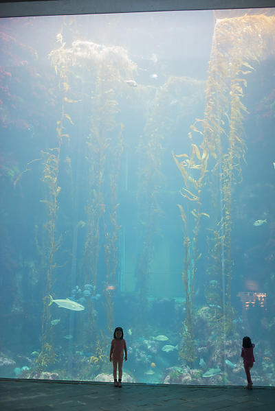 Kids At The Kelp Forest