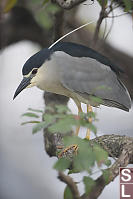 Night Heron In Tree