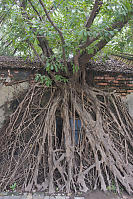 Tree Growing Over Window