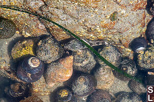 Skulpin In Pool Of Snails
