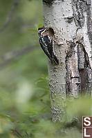 Red Naped Sapsucker