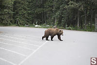Bear Yawning While Crossing Parking Lot