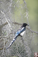 Black-Billed Magpie In Tree