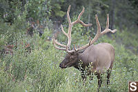 Male Elk Eating