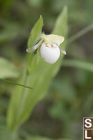 Sparrows Egg Ladys Slipper Orchid