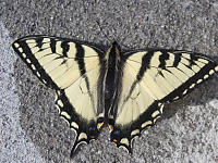 Swallowtail On Cement