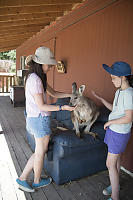 Feeding Popcorn To Kangaroo