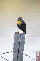 Juvinile Yellow Headed Blackbird