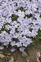 Spreading Phlox