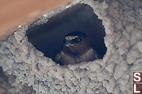 Barn Swallow In New Nest